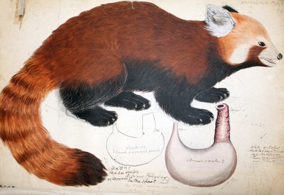 Hodgson Manuscripts Red Panda, 1831-47 by Raj Man Singh