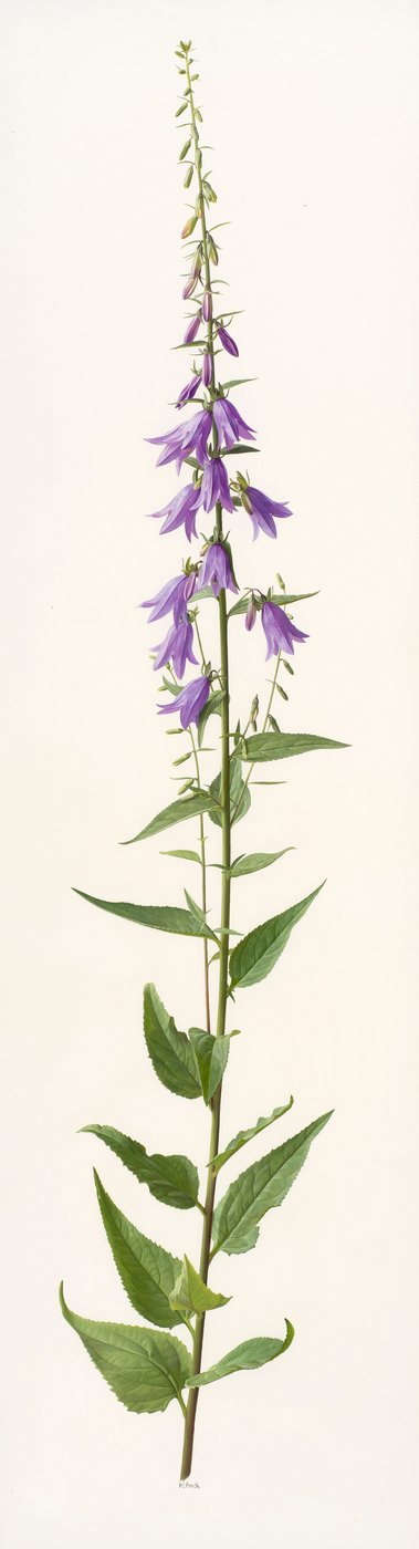Adenophora species by Raymond Booth