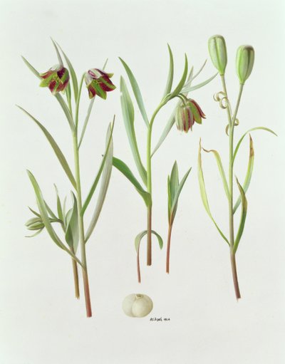 Fritillaria Kurdica by Raymond Booth