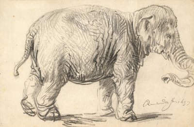 An Elephant by Rembrandt van Rijn