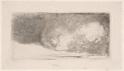 Sleeping Puppy by Rembrandt van Rijn