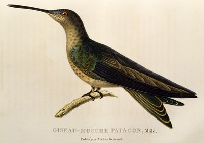 Giant Hummingbird (engraving) by René Primevère Lesson