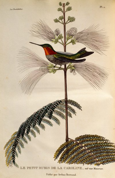 Ruby-throated Hummingbird (Archilochus colubris), engraving from Les trochilidees ou les colibris et les oiseaux-mouches by René Primevère Lesson