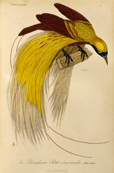 Adult male of Lesser Bird-of-Paradise (engraving) by René Primevère Lesson