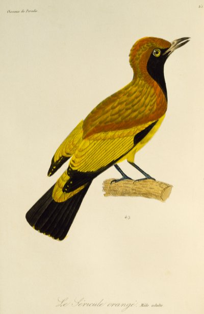 Adult male of Masked Bowerbird (Sericulus aureus), engraving from the Histoire naturelle des oiseaux de paradis et des epimagues by René Primevère Lesson