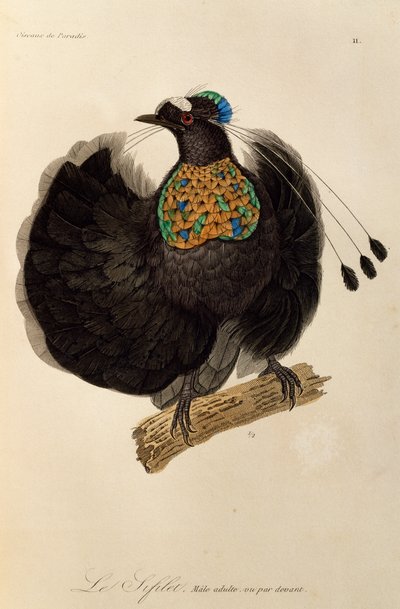 Adult male of Western Parotia (Parotia sefilata) by René Primevère Lesson