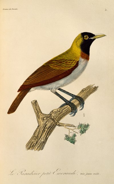 Juvenile male of Lesser Bird-of-Paradise (Paradisaea minor), engraving from Histoire naturelle des oiseaux de paradis et des epimagues by René Primevère Lesson