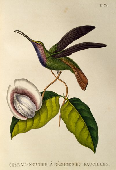Lazuline Sabrewing (Campylopterus falcatus) by René Primevère Lesson