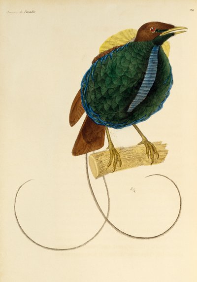 Male of Magnificent Bird-of-paradise (engraving) by René Primevère Lesson
