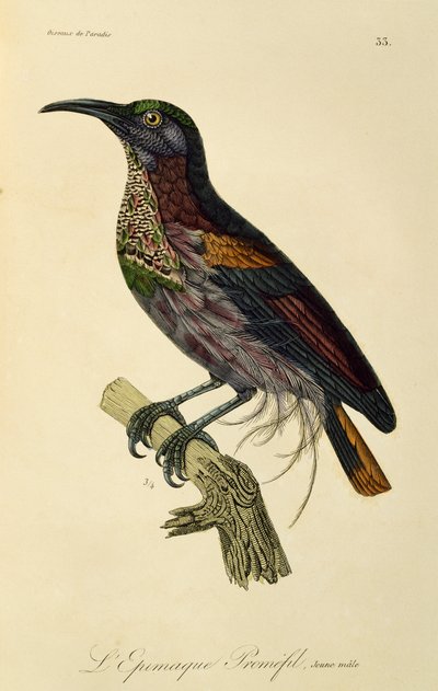 Paradise Riflebird young male (Ptiloris paradiseus) by René Primevère Lesson