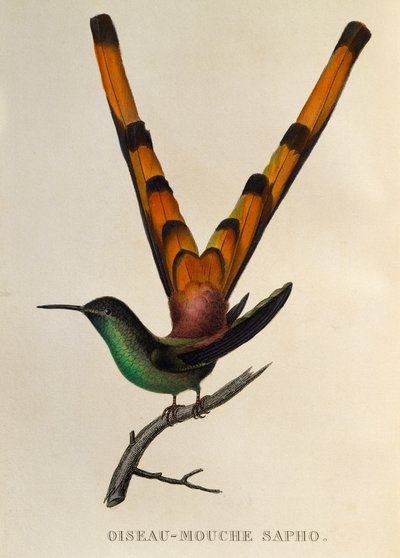 Red-tailed Comet, from Les trochilidees ou les colibris et les oiseaux-mouches by René Primevère Lesson