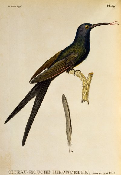 Swallow-tailed Hummingbird (Eupetomena macroura), engraving from Les trochilidees ou les colibris et les oiseaux-mouches by René Primevère Lesson
