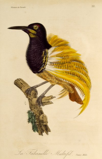 Young male of Twelve-wired Bird-of-Paradise (Seleucidis melanoleuca) by René Primevère Lesson