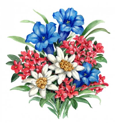 Vibrant Alpine Flowers by Renate Holzner