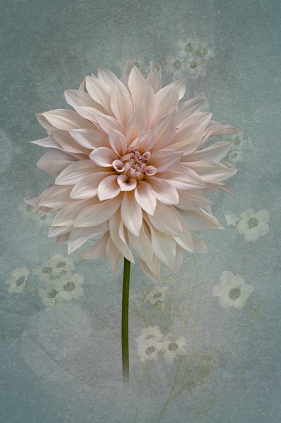Blush Dahlia Bloom by Richard Urbanski