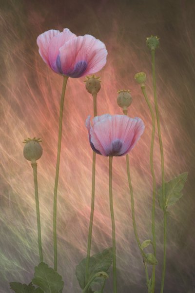 Dreamy Pink Poppies by Richard Urbanski