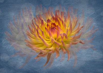 Golden Dahlia Flow by Richard Urbanski