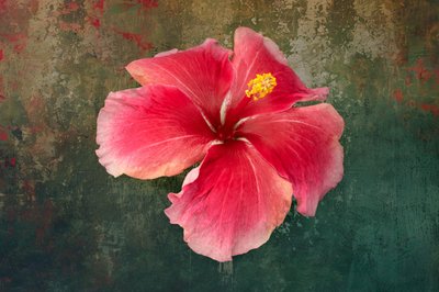 Tropical Hibiscus Bloom by Richard Urbanski