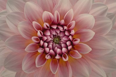 Vibrant Pink Dahlia by Richard Urbanski