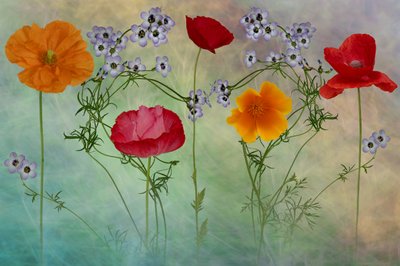 Vibrant Poppy Meadow by Richard Urbanski