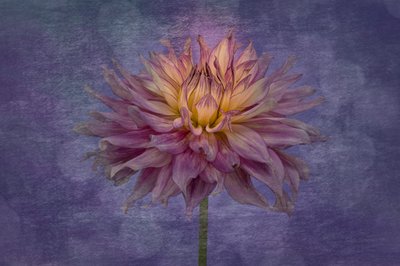 Vibrant Purple Dahlia by Richard Urbanski