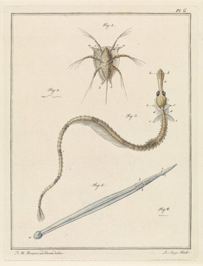 Common Barnacle, Greater Pipefish, and a Type of Arrow Worm by Robbert Muys