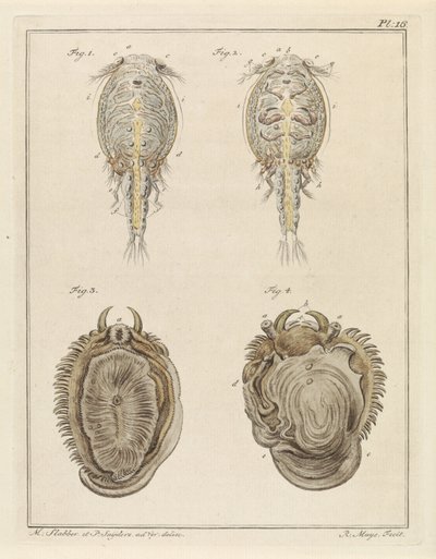 Crustacean and Mollusk by Robbert Muys