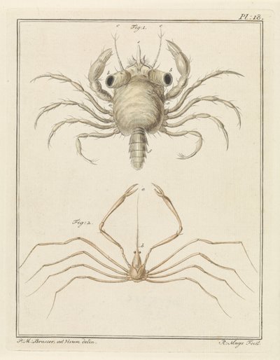 Beach Crab and a Type of Arrow Crab by Robbert Muys