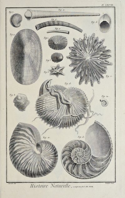 Sea Shells, Illustration from 