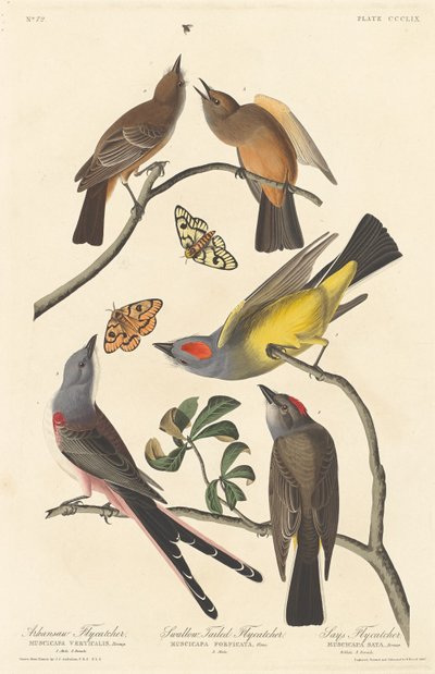 Arkansaw Flycatcher, Swallow-tailed Flycatcher and Says Flycatcher by Robert Havell