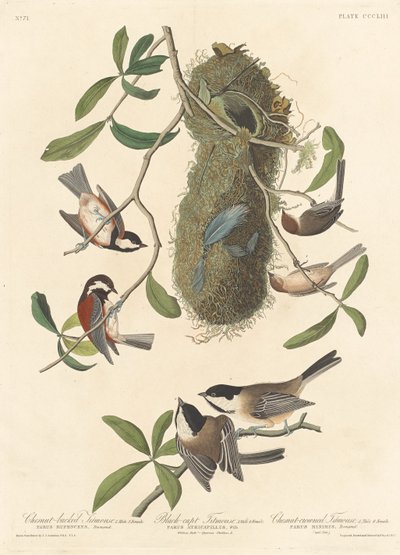 Chestnut-backed Titmouse, Black-capped Titmouse and Chestnut-crowned Titmouse by Robert Havell