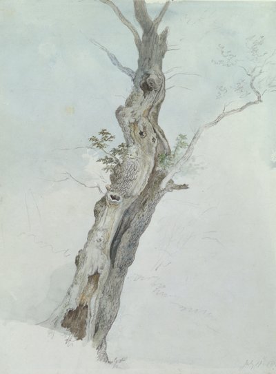 Tree Study by Robert Hills