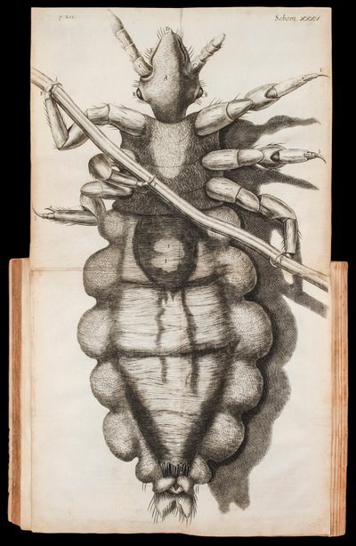 Foldout illustration of a louse on a strand of hair from Micrographia about observations through a microscope by Robert Hooke published in 1665 by Robert Hooke