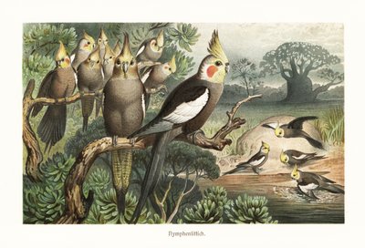 Flock of cockatiels at a water hole by Robert Kretschmer