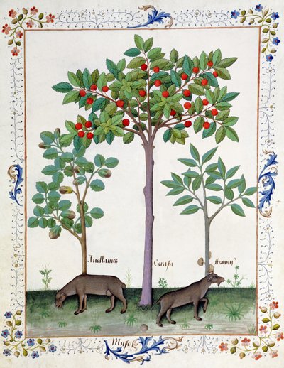 Hazelnut Bush and Cherry Tree, Illustration from the Book of Simple Medicines by Mattheaus Platearius by Robinet Testard