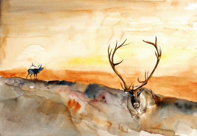 Elk Golden Sunset by RodMacIver