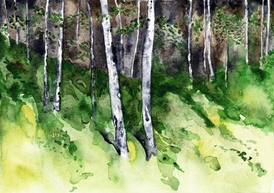 Sunlit Birch Forest by RodMacIver