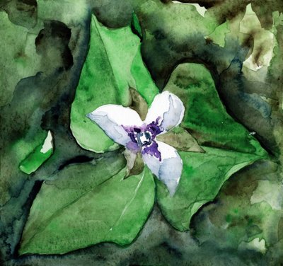 White Trillium Bloom by RodMacIver