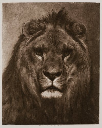 Lion by Rosa Bonheur