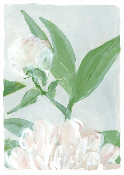 Soft Peony Blooms by Rosana Laiz Blursbyai