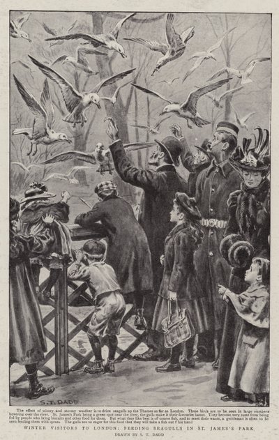 Winter Visitors to London, Feeding Seagulls in St James