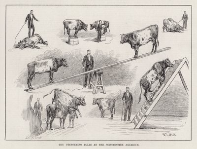 The Performing Bulls at the Westminster Aquarium by S. T. Dadd