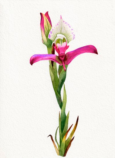Pink Orchid Bloom by Salome