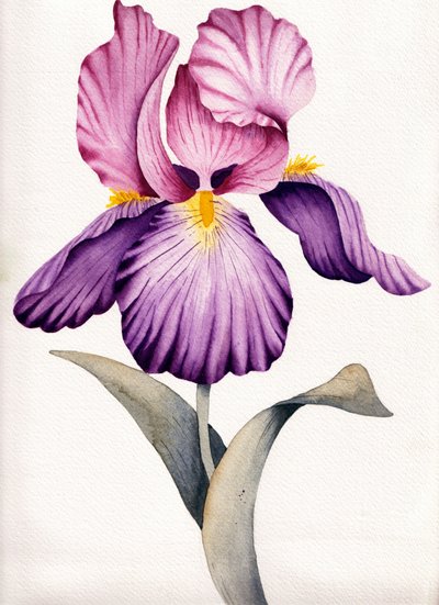 Vibrant Purple Iris by Salome