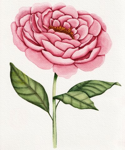 Watercolor Pink Peony by Salome