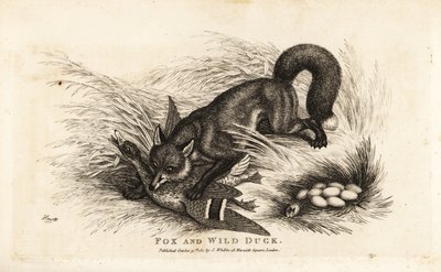 Fox attacking a duck and her nest of eggs by Samuel (after) Howitt
