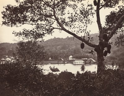 A Peep from Upper Lake Road Showing Temple and Island with Park - Fruit Tree in Foreground by Samuel Bourne