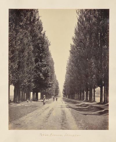 Srinagar; Poplar Avenue, from the End by Samuel Bourne