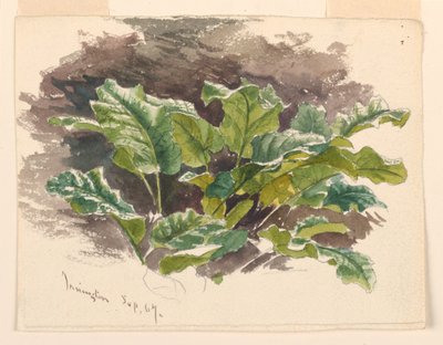 Botanical Study by Samuel Colman