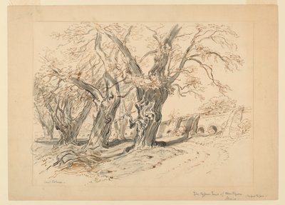 Study for The Cypress Trees of Montezuma, Park of Chapultepec, Mexico by Samuel Colman